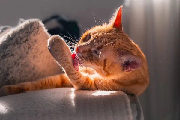 Chat Brun Tabby Aux Yeux Verts Couché Sur Canapé Lèche — Photo