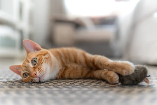 Gato Tabby Marrón Acostado Una Alfombra Mira Hacia Atrás Mientras —  Fotos de Stock