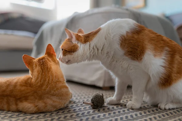 white and brown cat sitting on a carpet approaches a brown cat lying down to smell its head