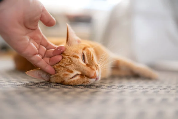 Närbild Brun Tabbykatt Som Ligger Matta Medan Den Klappas — Stockfoto