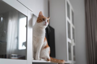 Sarı gözlü beyaz ve kahverengi kedi oturma odasındaki beyaz bir mobilya parçasına tırmanıyor.