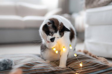 Mavi gözlü siyah beyaz kedi yastıkta, bir sıra kurşunlu ışığı ısırıyor.