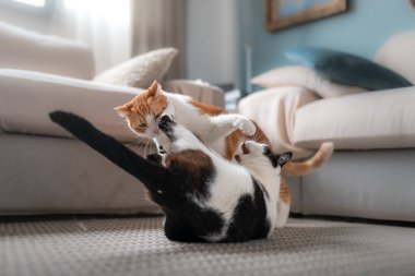 beyaz ve kahverengi kedi ve siyah ve beyaz kedi halıda sarılıp oynuyorlar