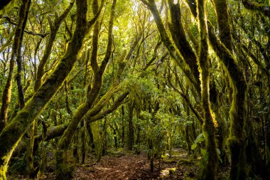 Duyuların yolu. Garajonay Ulusal Parkı 'ndaki gür defne ormanı, La Gomera. Kanarya Adaları