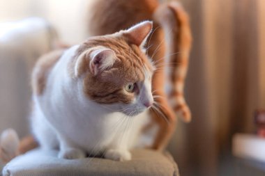 Beyaz ve kahverengi kedi turuncu arka planda, pencere ışığıyla aydınlatılmış, sola bakın.