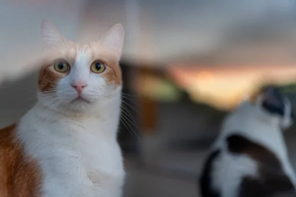 Bílá Kočka Žlutohnědé Oči Skleněnými Dveřmi Sledujte Západ Slunce — Stock fotografie