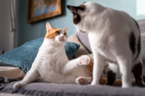 白色的猫 褐色的眼睛 黑色和白色的猫在沙发上玩耍 — 图库照片