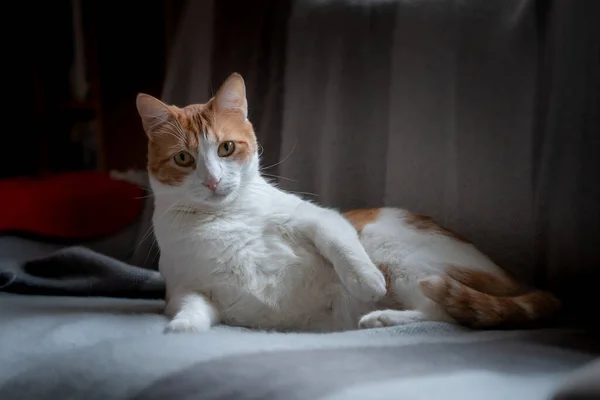 ソファの上に横たわる白と茶色の猫はエレガントで快適な方法でポーズをとります — ストック写真