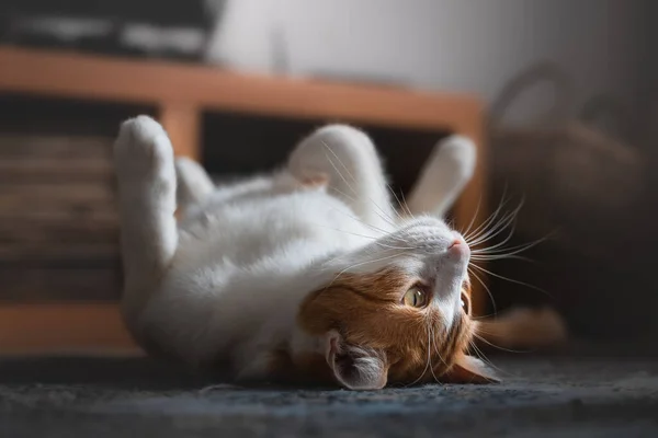 Chat Brun Blanc Couché Sur Dos Sur Tapis Regarde Arrière — Photo