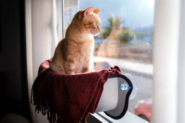 Kahverengi Tekir Kedi Pencerenin Kenarında Bir Hamakta Oturuyor Dışarıya Bakıyor — Stok fotoğraf