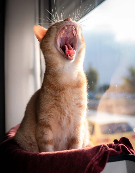 Pionowe Zdjęcie Cat Ziewa Przed Oknem — Zdjęcie stockowe