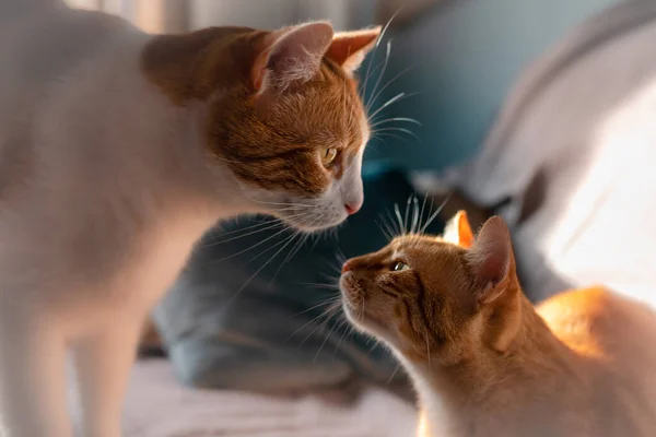 Two Brown Cats Look Each Other Sunlight Coming Window Close — Stock Photo, Image