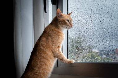 Pencereden dışarı bakan tekir kedi cama yansıyor.