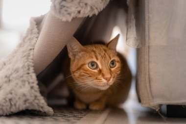 Battaniyenin altında saklanan tekir kedi durumu kontrol ediyor.