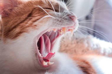 Bir kedinin ağzına yakın çekim. Kedi dili.
