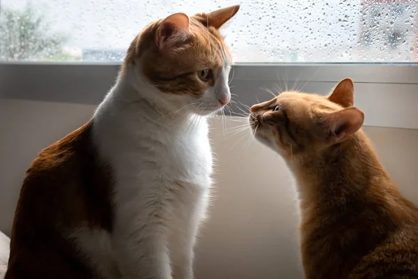 Two Domestic Cats Approach Snouts Kiss Backlight Window — Stock Photo, Image