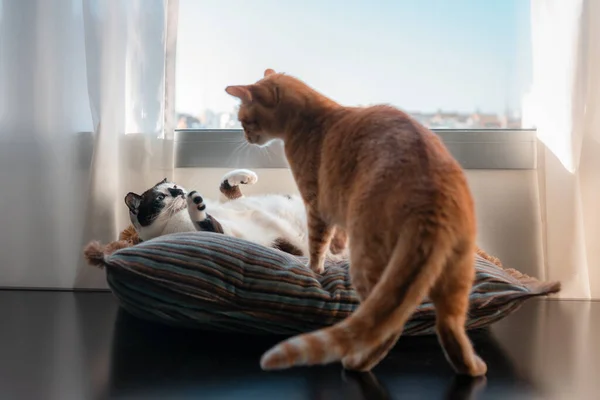 Schwarz Weiße Katze Liegt Auf Einem Kissen Unter Dem Fenster — Stockfoto