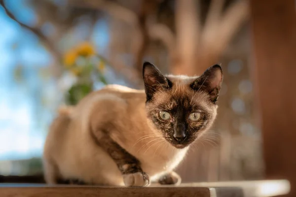 Little Siamese Cat Sitting Table Garden Looks Deeply Camera — Stock Photo, Image