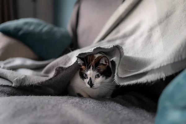 Black White Cat Hides Gray Blanket Play — Stock Photo, Image