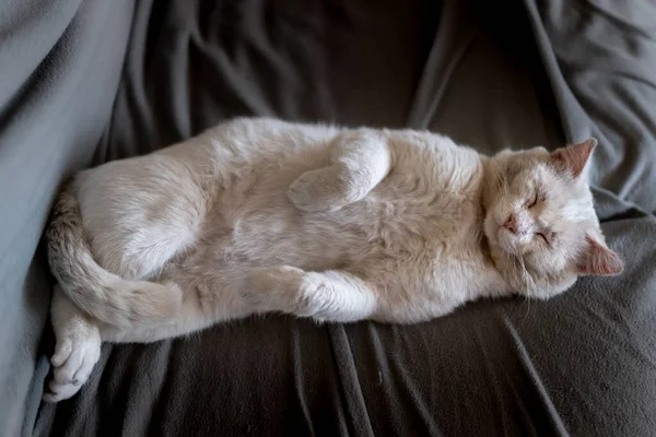 Gato Branco Com Feridas Rosto Adormece Profundamente — Fotografia de Stock