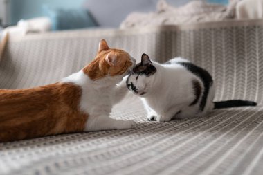 Beyaz ve kahverengi kedi siyah ve beyaz kedinin başını öper. İkisi de halıda yatıyor.