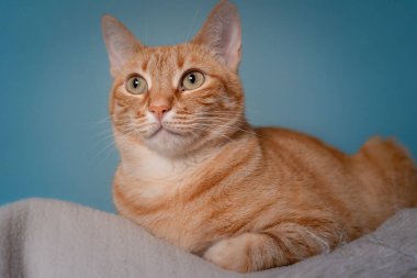 Mavi arka planı olan yeşil gözlü tekir kediye yakın plan.