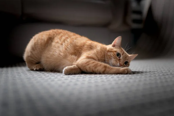 Pose Drôle Chat Tabby Couché Sur Tapis — Photo