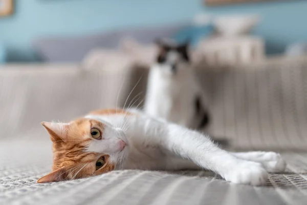 黄色の目をした白と茶色の猫が足を伸ばしてカーペットの上に横たわっているカメラを見てください 後ろにはぼやけた猫がいる — ストック写真