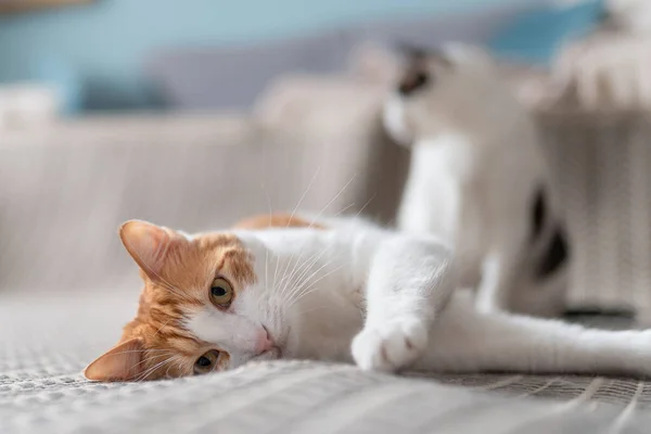 Chat Blanc Brun Aux Yeux Jaunes Couché Sur Tapis Touche — Photo