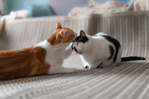 Vit Och Brun Katt Kysser Huvudet Svart Och Vit Katt — Stockfoto