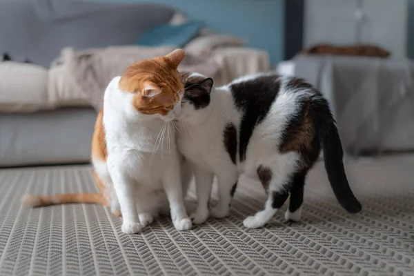 two domestic cats on a carpet play together with love