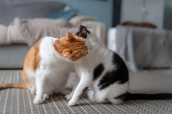 Δύο Εγχώριες Γάτες Ένα Παιχνίδι Χαλί Μαζί Την Αγάπη — Φωτογραφία Αρχείου