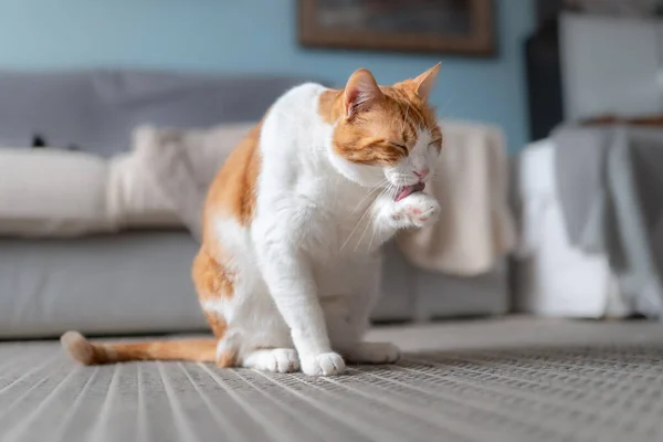 White Brown Cat Sitting Carpet Licks Its Paw — Stock Photo, Image