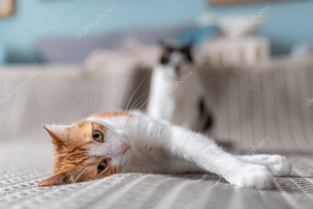 Кошка Сзади Фото Кошка Сзади Фото