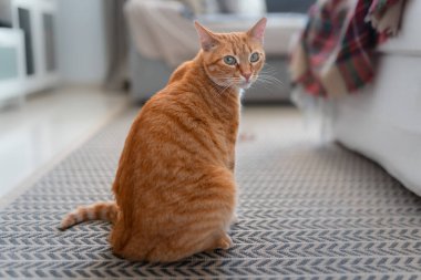 Yeşil gözlü tekir kedi halıya oturmuş, arkasına bakıyor.