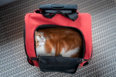 Genel çekim. Beyaz ve kahverengi kedi kedi bir kedinin içinde yatıyor, yukarı bak.