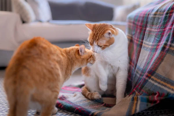 Tabby Γάτα Παίζει Μια Άλλη Γάτα Μια Πολύχρωμη Κουβέρτα Δύο — Φωτογραφία Αρχείου