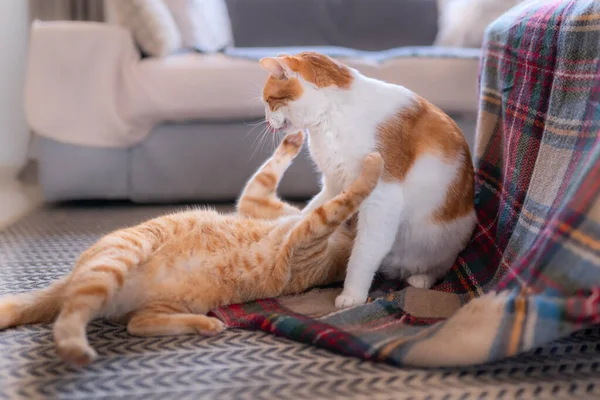 tabby cat plays with another cat on a colorful blanket and hugs his paws. 2