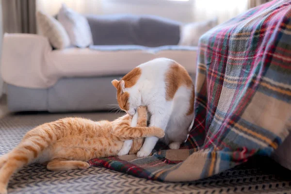 Tabby Kot Bawi Się Innym Kotem Kolorowy Koc Przytula Jego — Zdjęcie stockowe