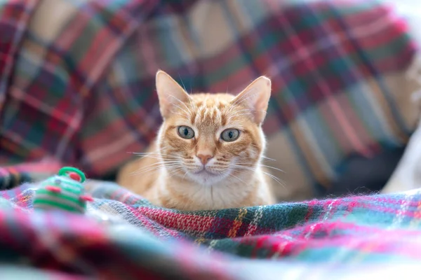 Orange Tabby Cat Lying Colorful Blanket Looks Deeply — Stock Photo, Image