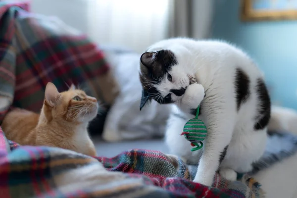 Black and white cat plays with a toy mouse. Behind, a tabby cat looks at him