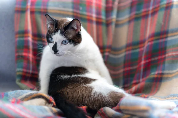 青い目と鼻のついた黒と白の猫は面白い姿勢でカラフルな毛布の上に座って左を見ます — ストック写真