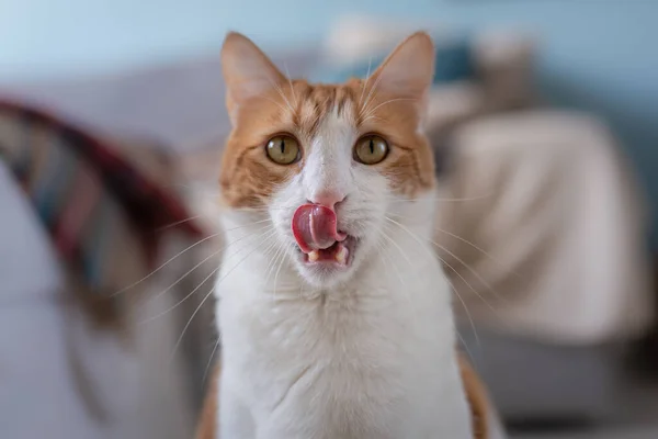 Chat Brun Blanc Aux Yeux Jaunes Lèche Nez Gros Plan — Photo