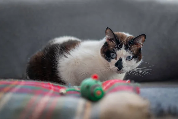 Ασπρόμαυρη Γάτα Μπλε Μάτια Ξαπλωμένη Μια Πολύχρωμη Κουβέρτα Κοιτάζει Ένα — Φωτογραφία Αρχείου
