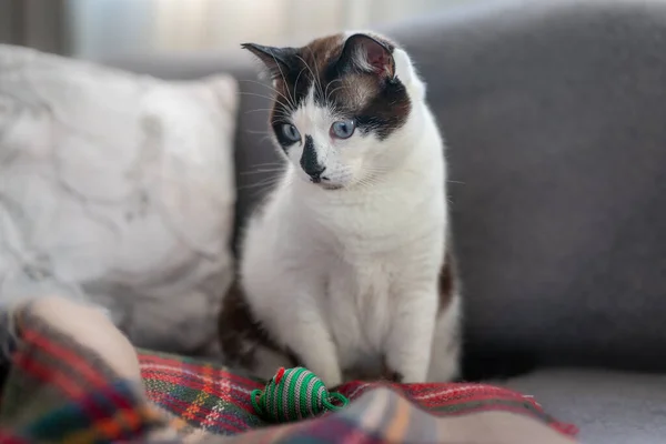 Svart Och Vit Katt Med Blå Ögon Och Fläckig Näsa — Stockfoto