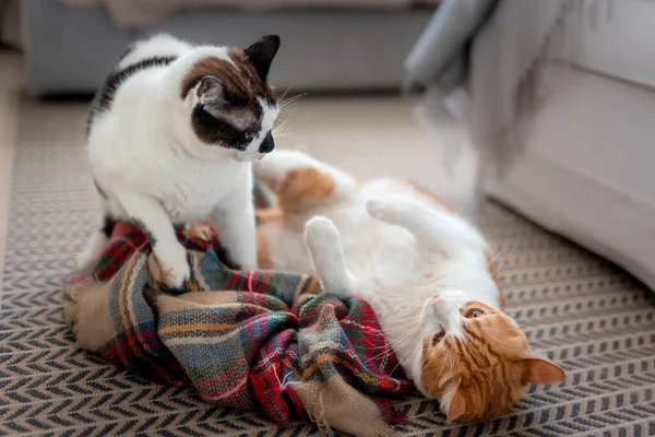white and brown cat and black and white cat play on a colorful blanket