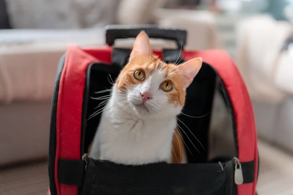 white and brown cat sitting inside a cat backpack, pulls his head out and looks up