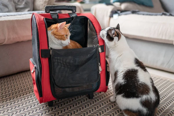 black and white cat approaches white and brown cat inside a backpack