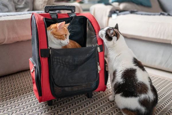 Cat bag Stock Photos Royalty Free Cat bag Images Depositphotos