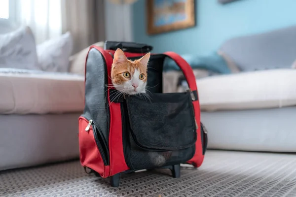 white and brown cat inside a cat backpack and sticks his head to look
